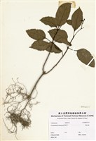 藏品(龍吐珠)的圖片